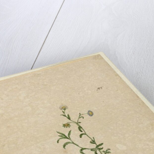 Page 125. Calotis dentex, c.1803-06 by John William Lewin