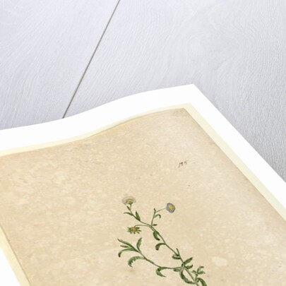 Page 125. Calotis dentex, c.1803-06 by John William Lewin