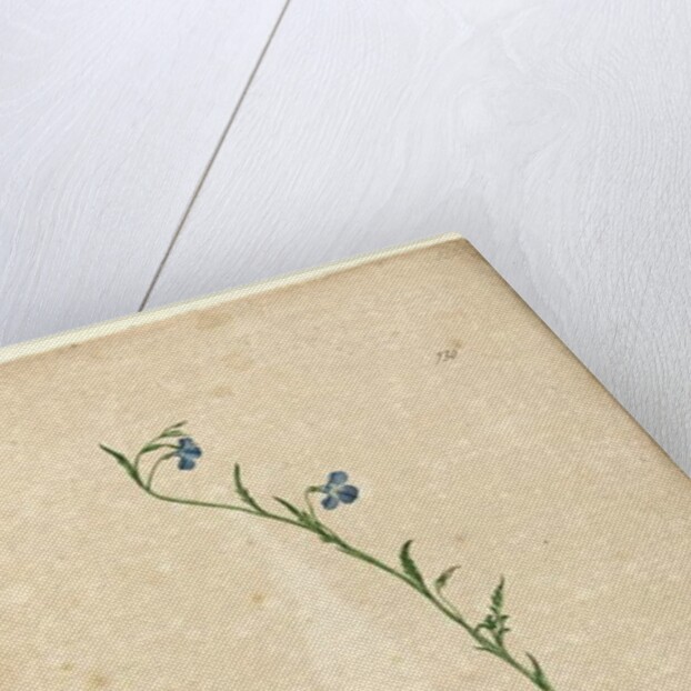 Page 130. Lobelia hostata/Lobelia gracilis, c.1803-06 by John William Lewin