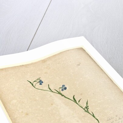 Page 130. Lobelia hostata/Lobelia gracilis, c.1803-06 by John William Lewin