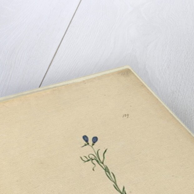 Page 129. Ionidium filiforme, c.1803-06 by John William Lewin