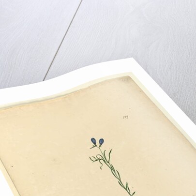 Page 129. Ionidium filiforme, c.1803-06 by John William Lewin