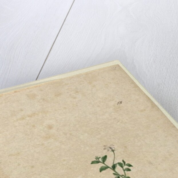 Page 131. Lobelia purpurascens, c.1803-06 by John William Lewin