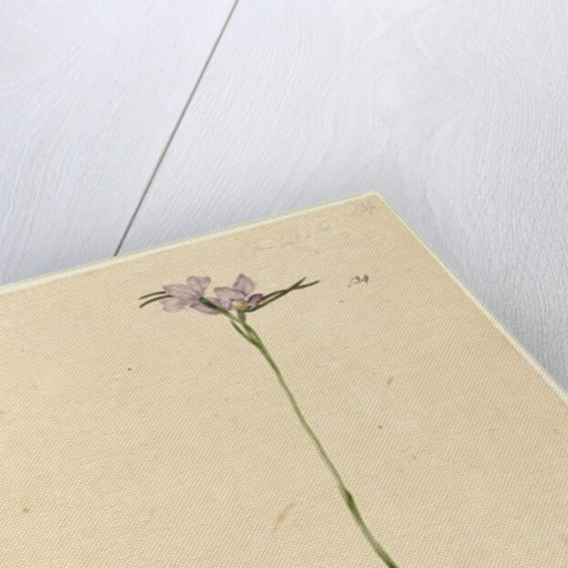 Page 134. Diuris elongata, c.1803-06 by John William Lewin