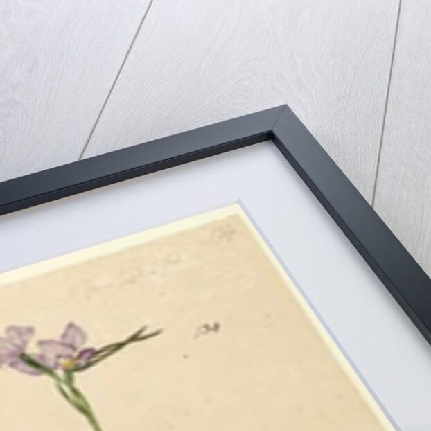 Page 134. Diuris elongata, c.1803-06 by John William Lewin