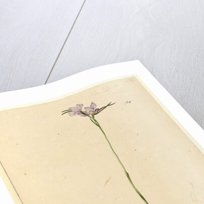 Page 134. Diuris elongata, c.1803-06 by John William Lewin