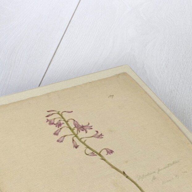 Page 139. Dipodium punctatum, c.1803-06 by John William Lewin