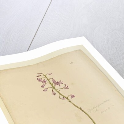 Page 139. Dipodium punctatum, c.1803-06 by John William Lewin