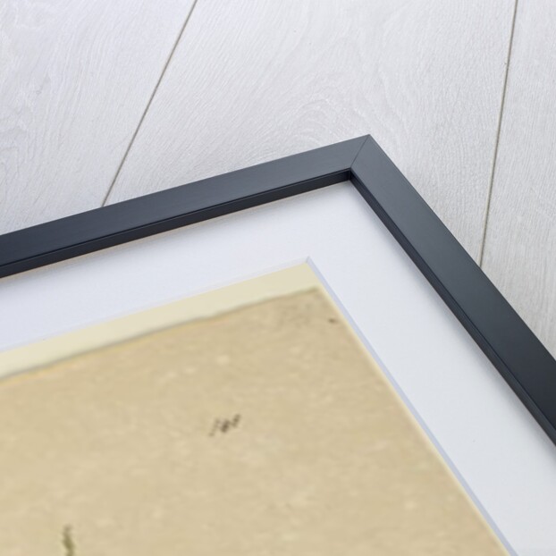 Page 141. Casuarina stricta/Allocasuarina verticillata, c.1803-06 by John William Lewin