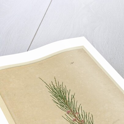Page 141. Casuarina stricta/Allocasuarina verticillata, c.1803-06 by John William Lewin