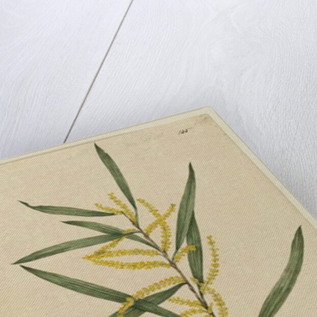 Page 145. Acacia longifolia, c.1803-06 by John William Lewin