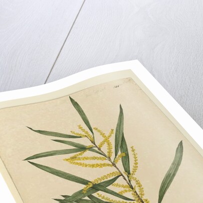 Page 145. Acacia longifolia, c.1803-06 by John William Lewin