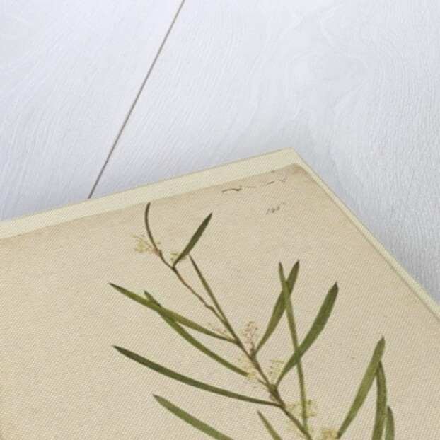 Page 146. Acacia suaveolens, c.1803-06 by John William Lewin