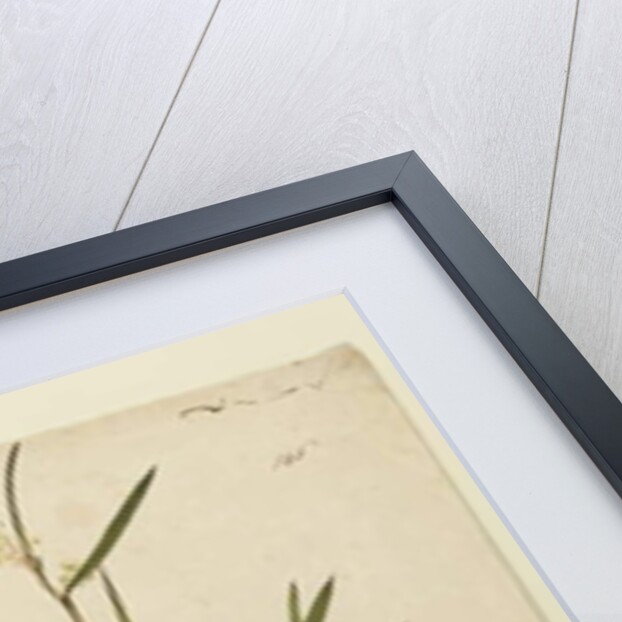 Page 146. Acacia suaveolens, c.1803-06 by John William Lewin