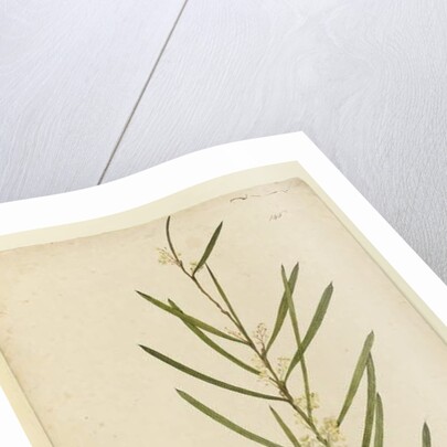 Page 146. Acacia suaveolens, c.1803-06 by John William Lewin