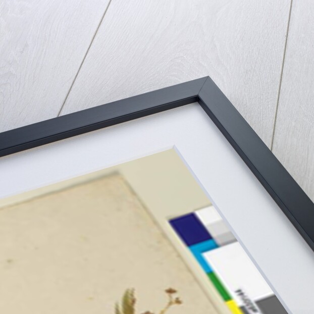 Page 147. Acacia myrtifolia, c.1803-06 by John William Lewin