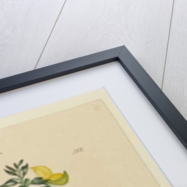 Page 152. C. Diadelphia naturalized, c.1803-06 by John William Lewin