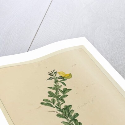 Page 152. C. Diadelphia naturalized, c.1803-06 by John William Lewin