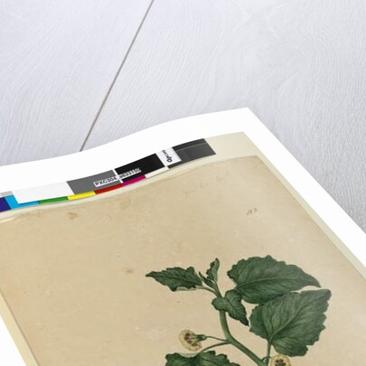 Page 153. Physalis naturalized, c.1803-06 by John William Lewin