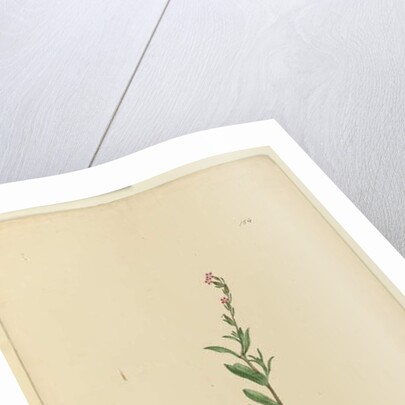 Page 154. Silene naturalized, c.1803-06 by John William Lewin