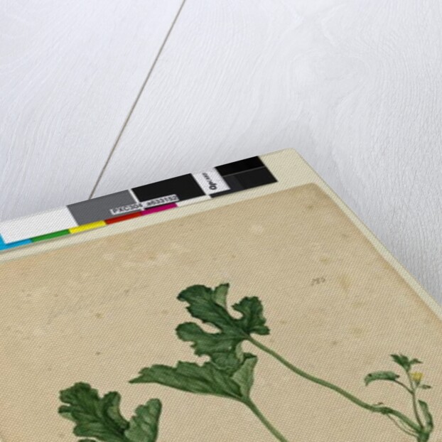 Page 155. Water Melon, c.1803-06 by John William Lewin