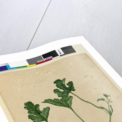 Page 155. Water Melon, c.1803-06 by John William Lewin