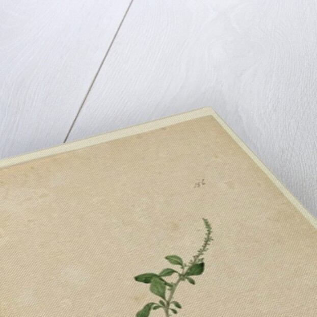 Page 156. Amaranthus Blitum, c.1803-06 by John William Lewin