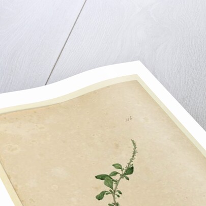 Page 156. Amaranthus Blitum, c.1803-06 by John William Lewin