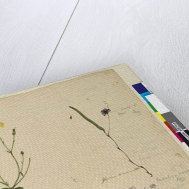 Page 157. Hardenbergia monophylla/Hardenbergia violacea; 158. Hypochaeris, c.1803-06 by John William Lewin