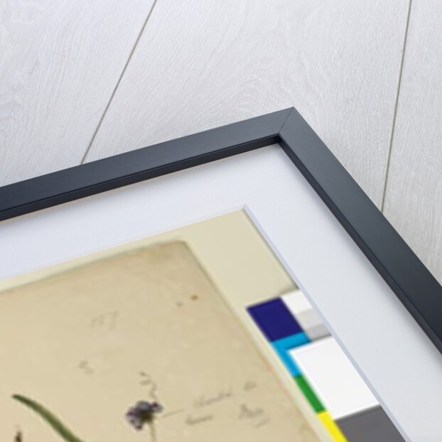 Page 157. Hardenbergia monophylla/Hardenbergia violacea; 158. Hypochaeris, c.1803-06 by John William Lewin