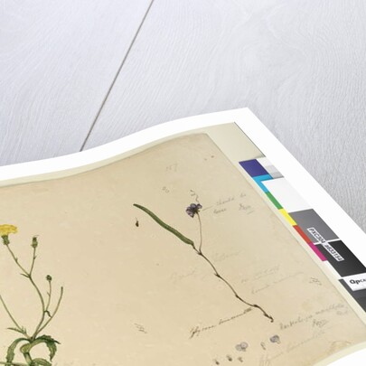 Page 157. Hardenbergia monophylla/Hardenbergia violacea; 158. Hypochaeris, c.1803-06 by John William Lewin