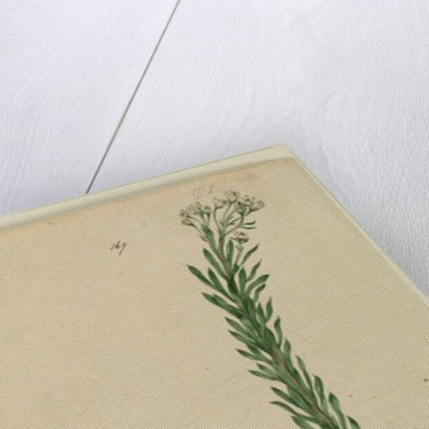 Page 169. Conospermum taxifolium, c.1803-06 by John William Lewin