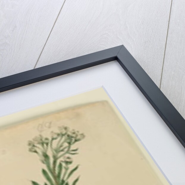 Page 169. Conospermum taxifolium, c.1803-06 by John William Lewin