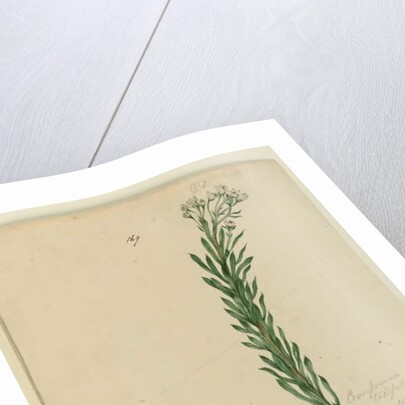 Page 169. Conospermum taxifolium, c.1803-06 by John William Lewin