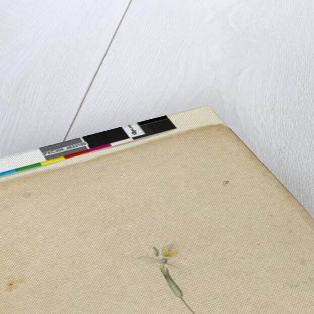 Page 170. Diplarrhena moraea, c.1803-06 by John William Lewin