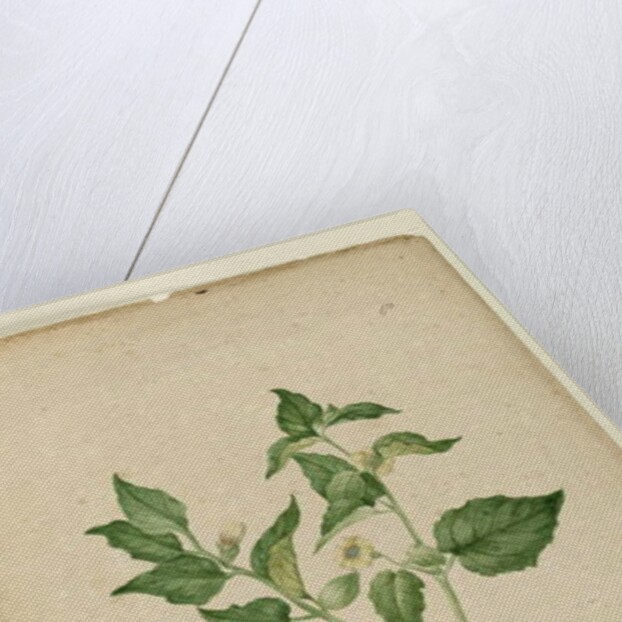 Page 172. Physalis edulis, c.1803-06 by John William Lewin