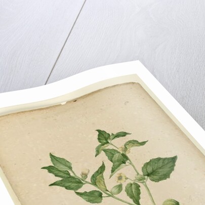 Page 172. Physalis edulis, c.1803-06 by John William Lewin