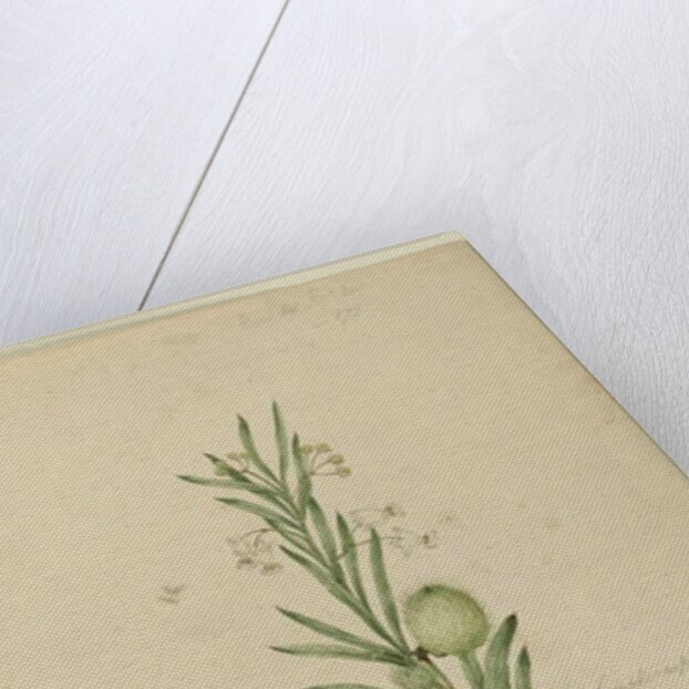 Page 173. Asclepias fruticosa, c.1803-06 by John William Lewin