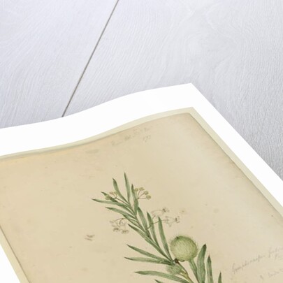 Page 173. Asclepias fruticosa, c.1803-06 by John William Lewin