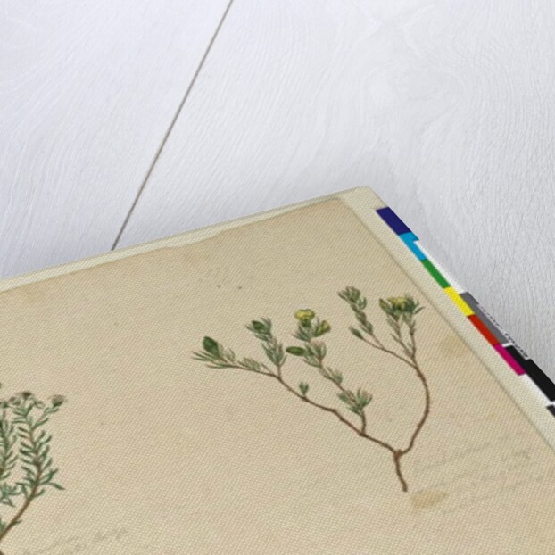 Page 179. Gompholobium; 180. Poranthera ericafolia, c.1803-06 by John William Lewin