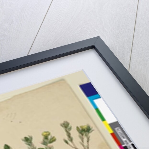 Page 179. Gompholobium; 180. Poranthera ericafolia, c.1803-06 by John William Lewin