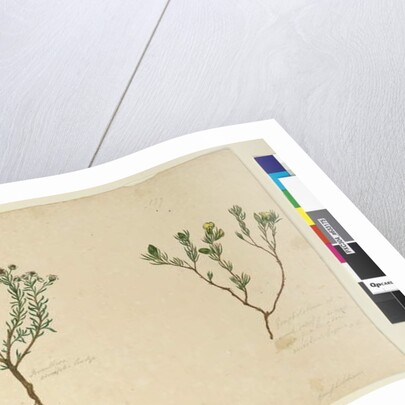 Page 179. Gompholobium; 180. Poranthera ericafolia, c.1803-06 by John William Lewin