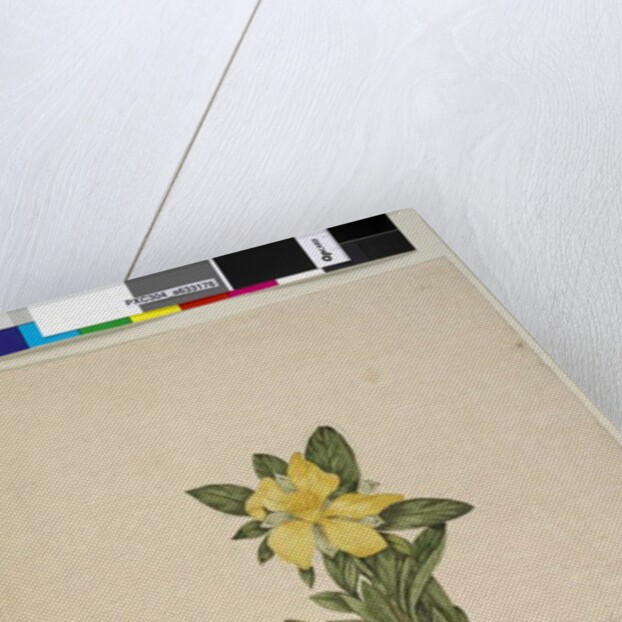 Page 181. Hibbertia volubilis/Hibbertia scandens, c.1803-06 by John William Lewin