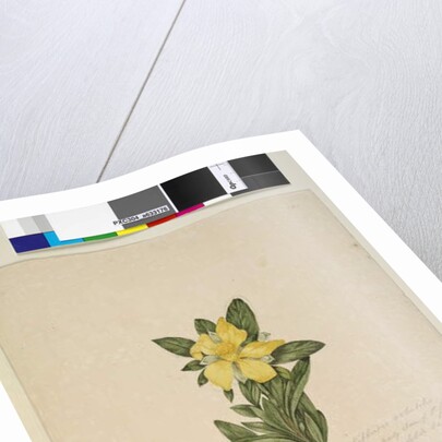 Page 181. Hibbertia volubilis/Hibbertia scandens, c.1803-06 by John William Lewin