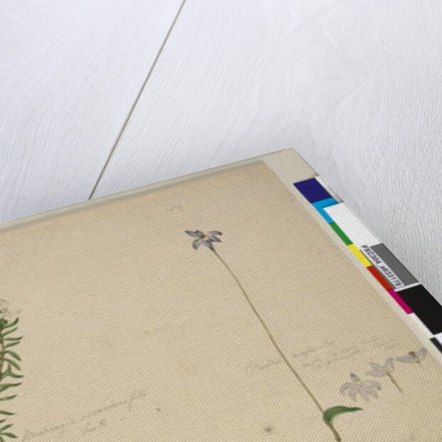 Page 183. Westringia rosmarinifolia/Westringia fruiticosa; 184. Glossodia major, c.1803-06 by John William Lewin