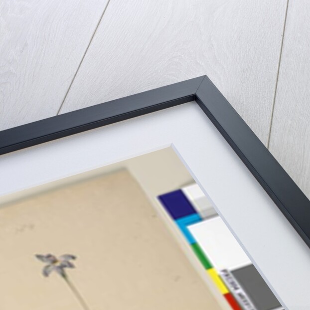 Page 183. Westringia rosmarinifolia/Westringia fruiticosa; 184. Glossodia major, c.1803-06 by John William Lewin