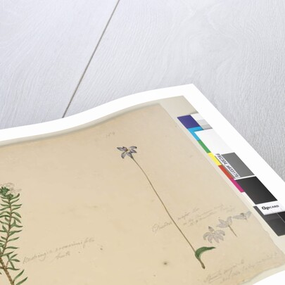 Page 183. Westringia rosmarinifolia/Westringia fruiticosa; 184. Glossodia major, c.1803-06 by John William Lewin