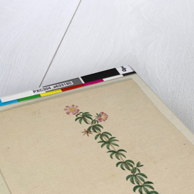 Page 186. Bauera rubioides, c.1803-06 by John William Lewin