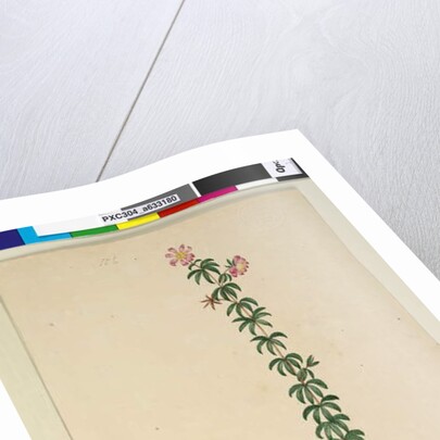 Page 186. Bauera rubioides, c.1803-06 by John William Lewin