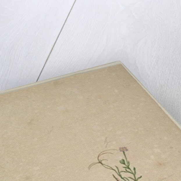 Page 187. Epilobium glabellum, c.1803-06 by John William Lewin